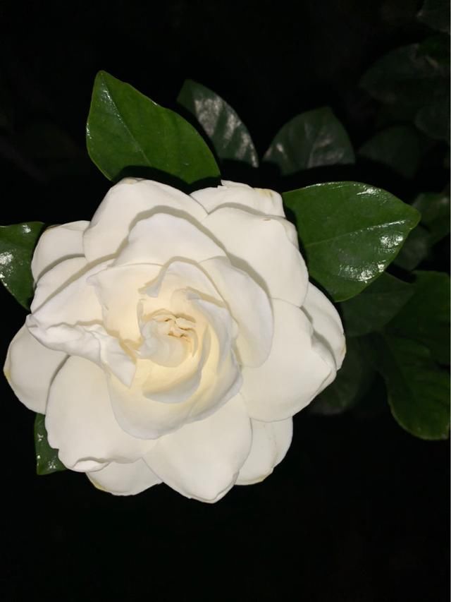  『养护栀子花』养栀子花，要注意3多1少，花大又稠密