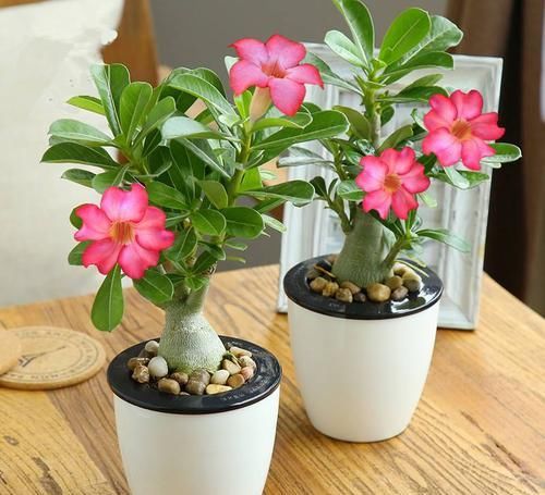 『空调』空调房适宜养什么植物?植物经常枯死?这五点才是根本原因