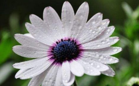 花型■春天养这几款花，枝条插土就生根，开花轻松爆盆，花型独特又美观