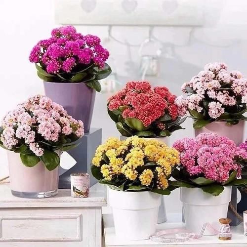  越养越@人养花、花养人，家养10种花，清新空气，越养越健康！