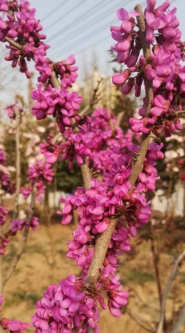  『柳丝』枝头柳丝绿，陌上花又红