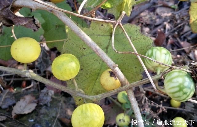 「人称」山沟里,有1种野草叶片带刺,人称“刺天茄”,有小果子,珍贵!
