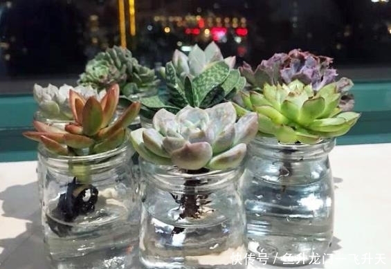  『养活』水培的花大家听说过多少呢？好养活，一开就是好几个月，美妙绝伦