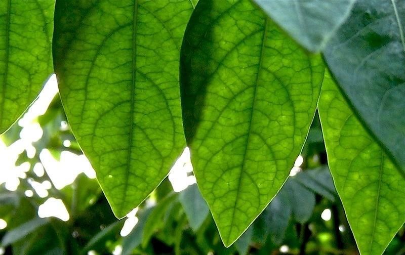  嫩茎■天绿其嫩茎叶供食用,可炒食,也可以打汤。