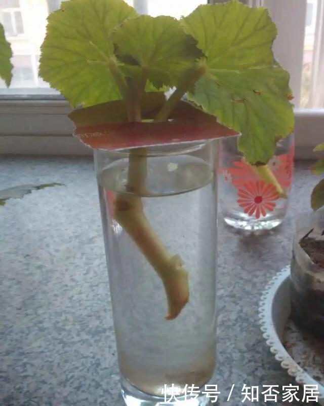 「怕乱」5种花就怕乱浇水,浇得越多,死的越快