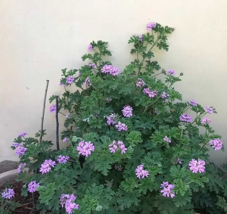 也可以:7种花插土里,立马长满院子,蚊虫不敢靠近!