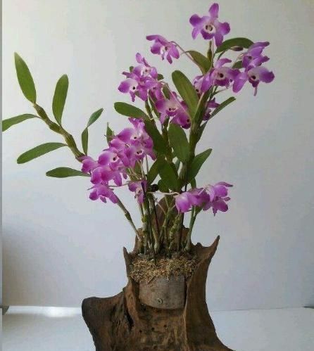  『药用价值』阳台上就这种这些可以吃的花卉，看好好养还好吃！