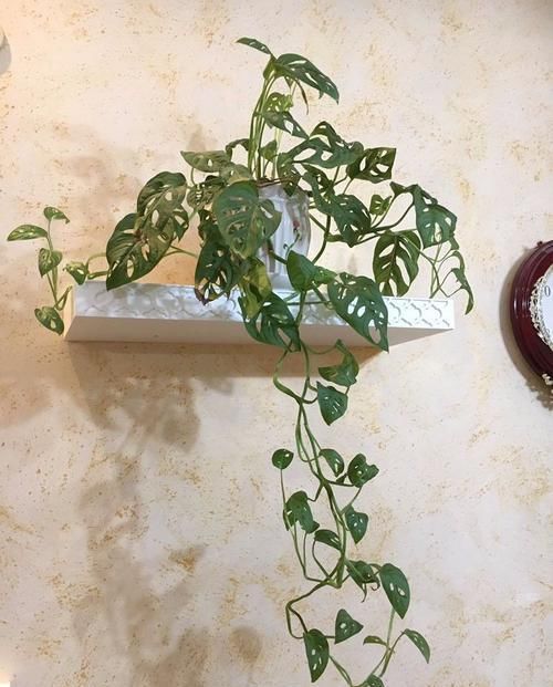 适合@适合摆放在桌面上的小清新观叶植物，叶片翠嫩，都是特别小众的