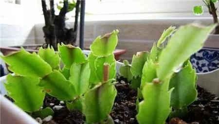  「栀子花」终于等到了扦插季，这两种花赶紧动手，明年不用买花了！