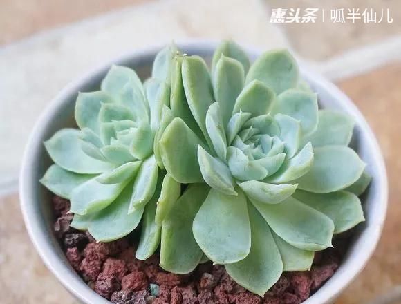  『白菜』多肉断水12天,绿白菜秒变红舞娘,想要上色就得...