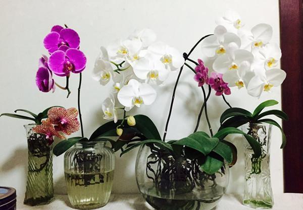  #水里#芦荟发财树黄叶又烂根？赶紧扔水里，越长越来劲