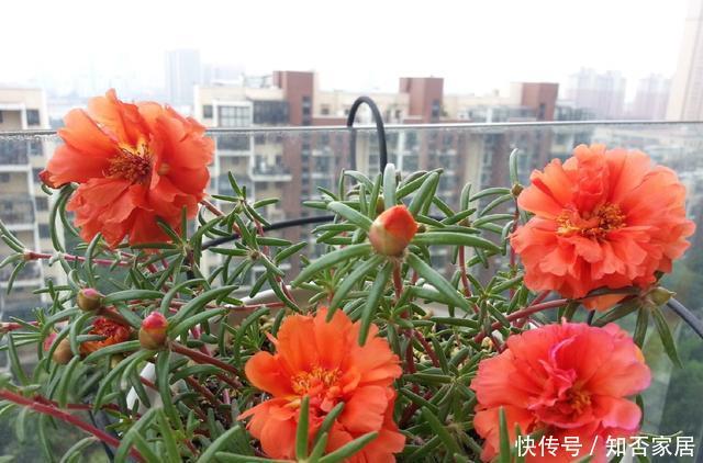  【扦插】扦插太阳花，记住1点，7天就开花，还能开成大花球，一次上百朵