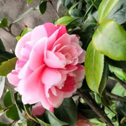  [茶花]想要茶花长势好、开花旺，这“1件事”绝对不能少，否则难开花
