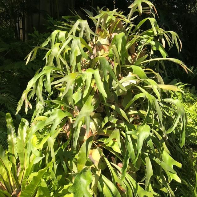 「蕨类植物」聪明人爱养的耐阴花,高贵不俗气,叶子长得跟油画似的