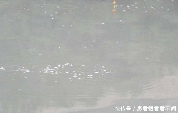 『食物』清明前后钓鱼忙,为何你还是钓不到鲤鱼?!可能你的选位有问题!
