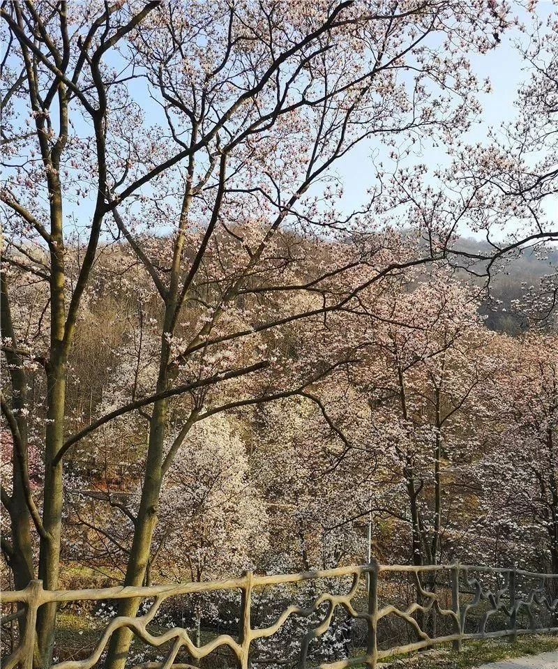 3月,低调六安意外爆红!一组照片,全国人民都被美哭了!【2020热门旅游景点】