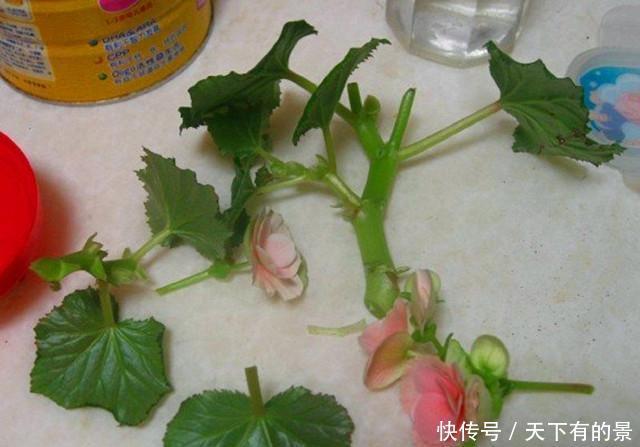  没想到|快要死的丽格海棠，没想到掐了一节枝，就能养开花！
