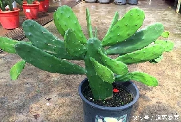 实用价值|这3种“丑”植物,是家庭“保护神”,家里养1盆,家人身体更健康