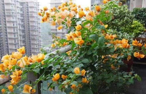  #三角梅#露台养一种花，全年花开不断，美如花卉仙境，俘获大量花迷的芳心