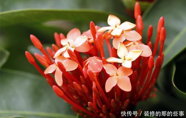 『喜欢』新手喜欢养护花卉,就选择花色绚丽,花期长,美丽漂亮的5种花卉