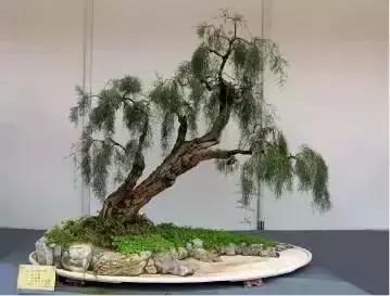 盆景展 ,美美美 !