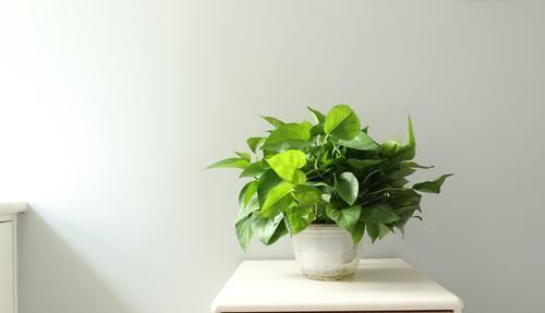  【适合】3种花能防辐射，电脑桌上放一盆，缓解疲劳防辐射，适合女生养护