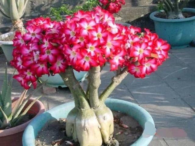  『奶奶』李奶奶喜欢养花，花费七年的时间，把沙漠玫瑰养成了“大风车”