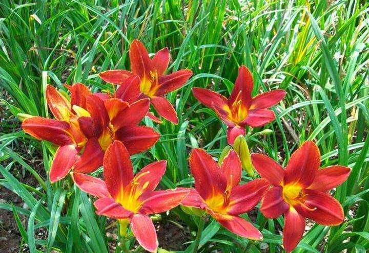  中毒@路上看见这“黄花菜”千万别吃，要不然分分钟中毒，立马扩散