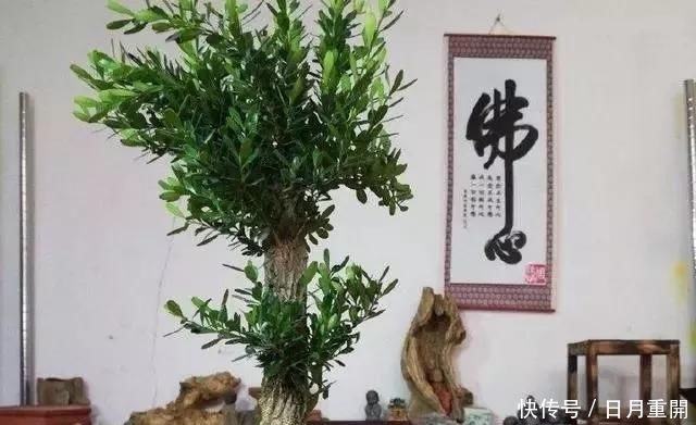 #南方#10年前一盆上万,10年后一盆十块,烂大街的黄杨,被玩坏的盆景