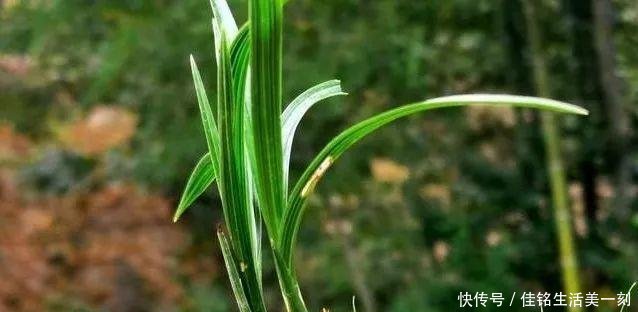 #能力#如何让病后的兰花弱苗复壮怎样才算真正复壮用实例告诉你