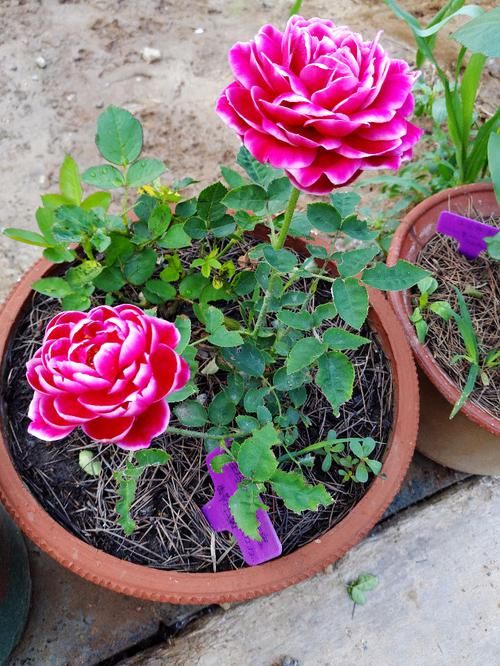  『花叶』这些植物不怕水，浇水越多越旺，花叶长满盆，花开绚丽多彩