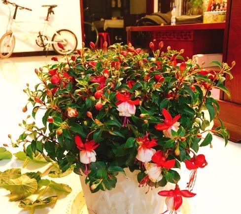  #桃花扇#喜欢菊花，就养盆“桃花系列”桃花扇，似桃花折扇，清新之美！