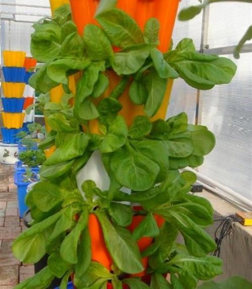  『蔬菜』阳台种菜不出芽，想吃菜都没有，这几步很关键