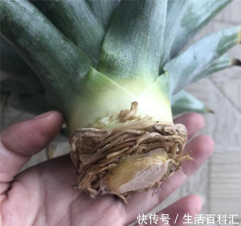  『遇水』“菠萝盆栽”小实验：遇水就活，一下多了5盆花，不要钱的！