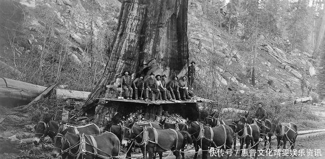 「伐木」直击百年前美国人伐木千年古树被粗暴砍倒,巨树面前人类太渺小