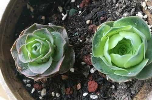  露养■多肉露养好时节：扔外面，1个月没管，美得跟整容了一样！