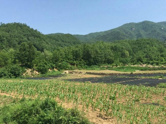 河南大龙结宝穴七脑芙蓉大帐，穴隐脉藏待高人指点风水