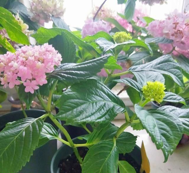  『花手鞠开花』绣球中的“战斗鸡”，重瓣花手鞠，一个花头2个大，比无尽夏还牛