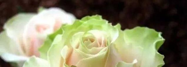  各异@喜欢玫瑰，不如养盆“精品玫瑰”舞后玫瑰，花中皇后，姿态各异