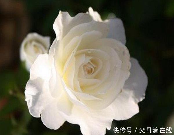  [看过]养花的朋友注意了，家里这四个地方一定不能摆花，看过的都换地方