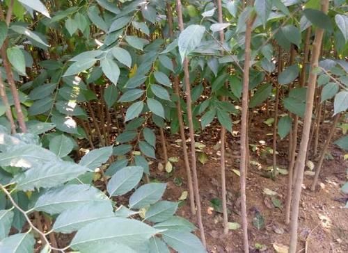  [树木]树木不值钱，树皮是稀罕物，有人靠卖树皮发财