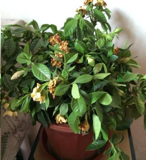  [顺应]新买的栀子花，叽里咕噜掉花苞，顺应4个“潮流”花苞个个拳头大