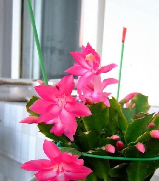  『花儿』养蟹爪兰，注意这一点，新叶蹭蹭长，花苞不停冒，花儿开成团
