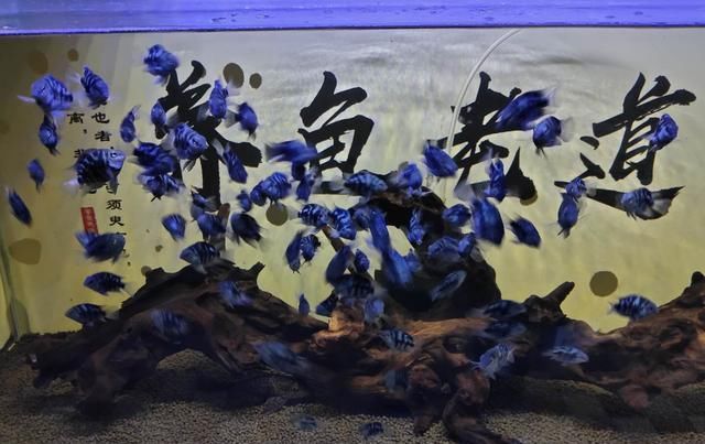  慈鲷科观|鱼缸里发现鱼卵，未必是件高兴的事，不是每次都可迎接小鱼到来