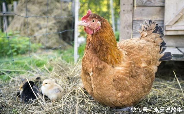 【喂养】想用昆虫养鸡，但是不知如何下手，这几点需要知道