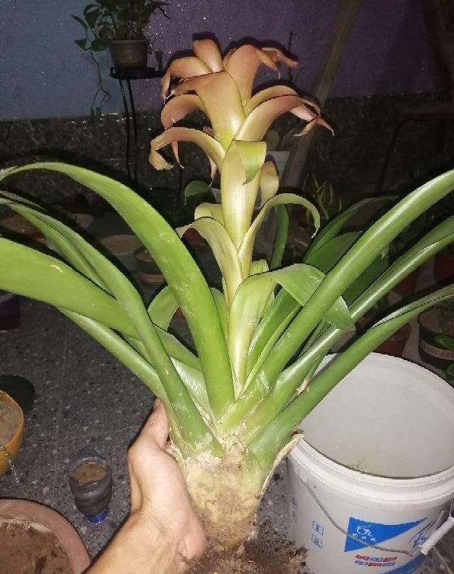  『适合』这花光听名字就很吉利，绿叶红花可喜庆了，适合养在家里！