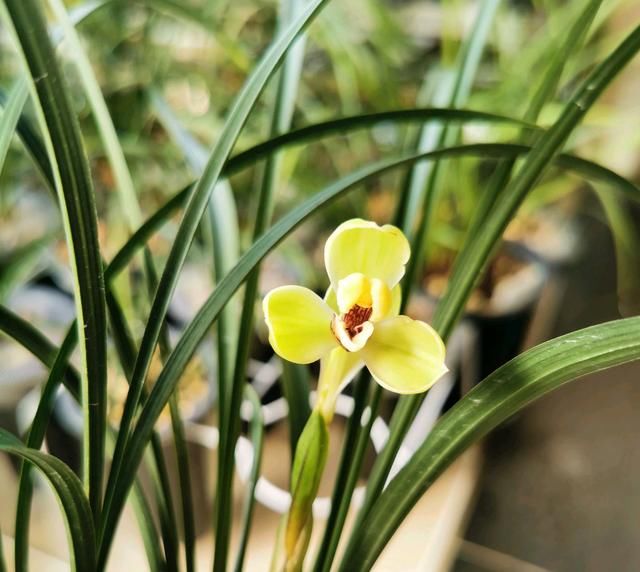  「水晶头」兰花芦头腐烂，根系白嫩还有水晶头，还能憋芽吗？有多远丢多远