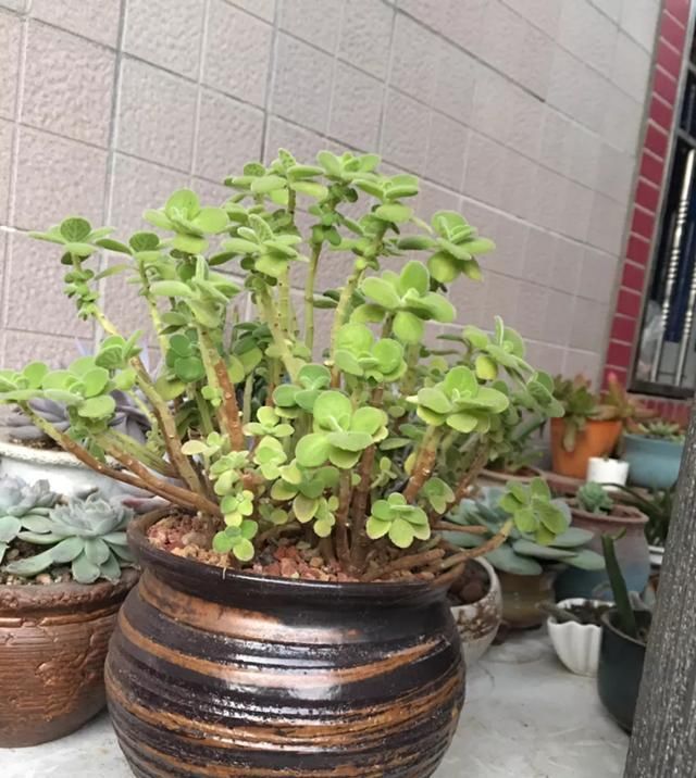  带香味@这花就是“活香水”,摆客厅,空气更清新!
