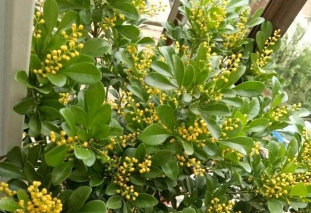  「生长旺盛」这“5种”花,再喜欢也要“狠狠晒”,越晒越开花,香味越浓郁!
