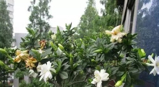  『开出更多』栀子花最爱这种“水”，每周用一次，叶子油亮花满枝，轻松爆盆